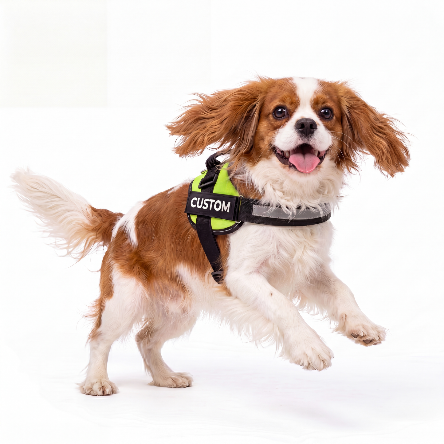 Personalised Dog Harness